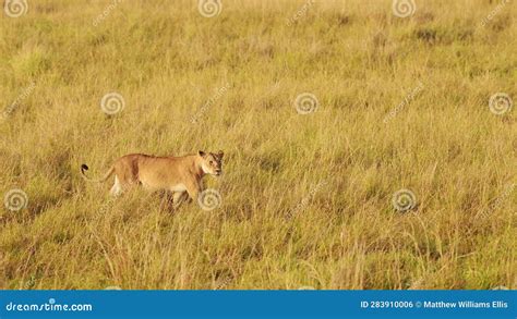 Female Lion Lioness Prowling Through The Tall Grass Of The African