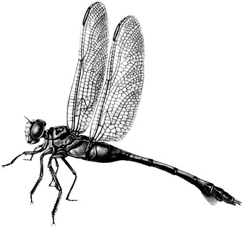 8 Dragonfly Images Dragonfly Images Vintage Dragonfly Illustration