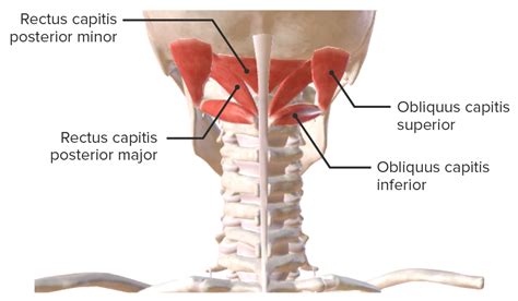 Músculos Del Cuello Anatomía Concise Medical Knowledge
