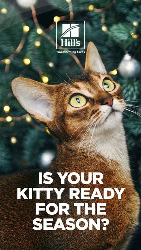 How To Keep Your Cat Safe During The Holidays Hills Pet Cat