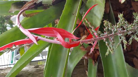 Tropical Plants 10 Of The Most Unique Flora Youll Ever See