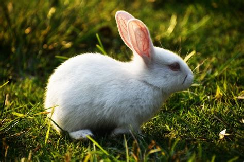 Polish Rabbit Rabbits Life