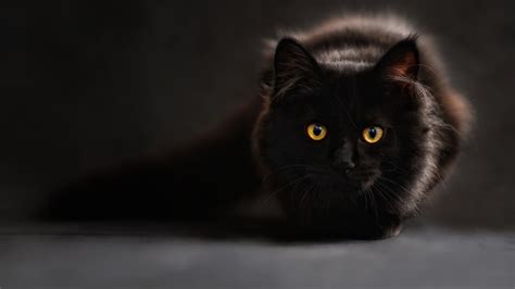 Black Cat Wallpaper ·① Download Free Cool Full Hd Backgrounds For
