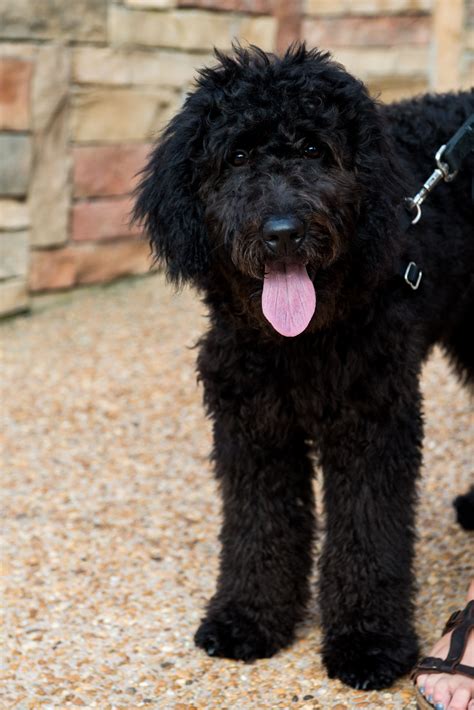 Goldendoodle I Would Take A Black One If They Looked Like This