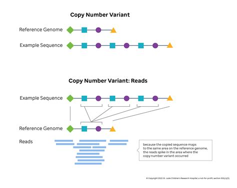 Copy Number Variation Introduction To Genomics For Engineers