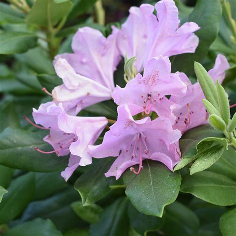 Rhododendron Catawbiense Roseum Elegans Horsford Gardens And Nursery