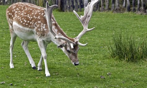 Dunham Massey Fallow Deer Ed Okeeffe Photography