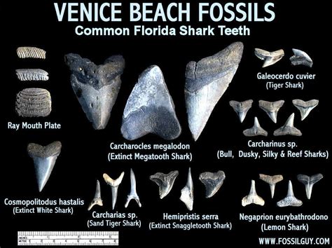 6 to 30 characters long; Fossilguy.com: Guide to Venice Beach Fossil Shark Teeth ...