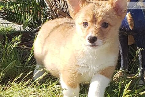 Our team of experts is here to help you choose a puppy that suits your lifestyle and meets your expectations. Corgi puppy for sale near San Diego, California. | 4c7f4c29-67a1
