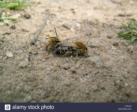 Ground Nesting Bees Hi Res Stock Photography And Images Alamy