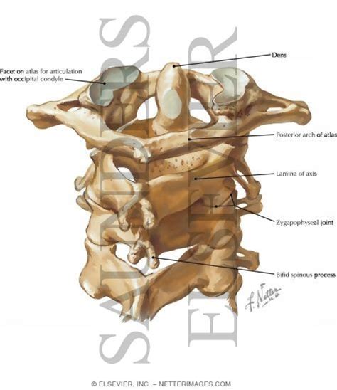 Cervical Spine Posterior View
