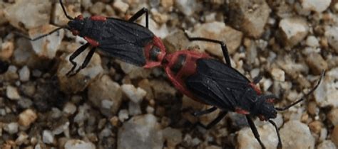 Household Bugs In Florida Which Ones To Watch Out For 2022