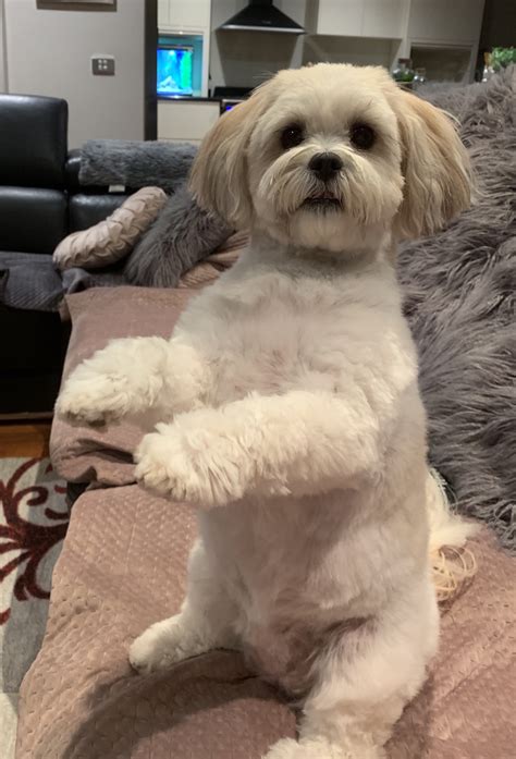 Mocha - Modern Dog Magazine