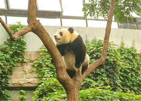 Beijing Zoo Panda House With 5000 Animals In 450 Species