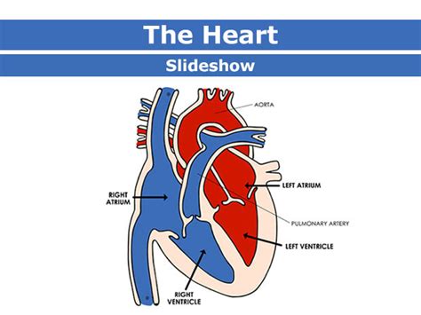 Anatomy And Physiology Ii Chapter 19 The Circulatory System Heart