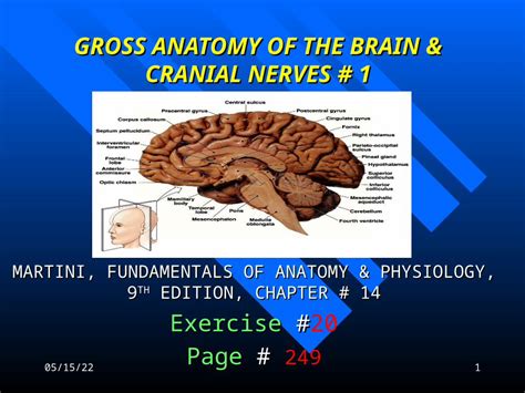 Ppt Gross Anatomy Of The Brain Cranial Nerves Hot Sex Picture