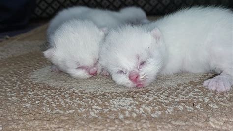 White Newborn Kittens Opened Their Eyes And Searching For Cat Mom