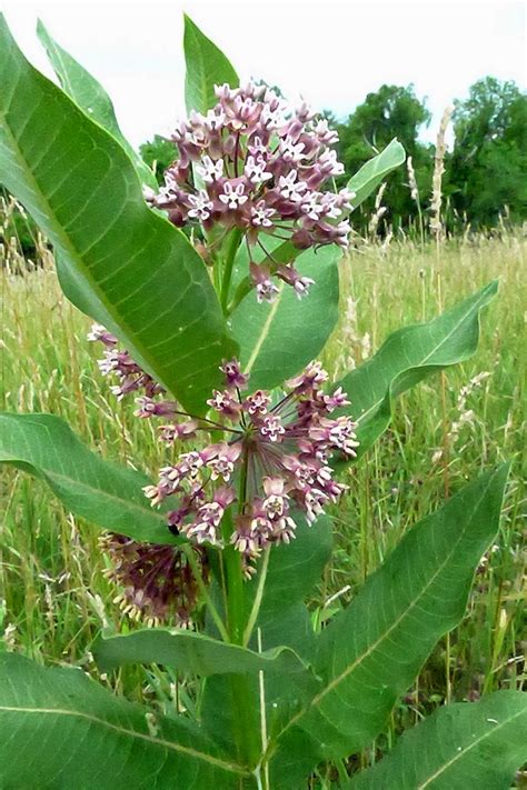 See full list on thespruce.com Less Noise, More Green: Help the Monarch Butterfly - plant ...