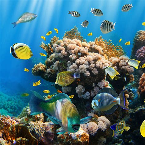 Ocean Temperature Rise Is Sickening Marine Life But We Can Prevent It