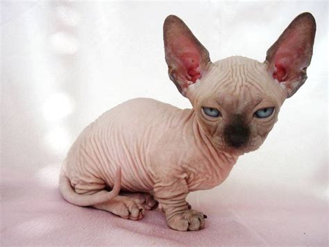 weirdest  ugliest cat breeds    world