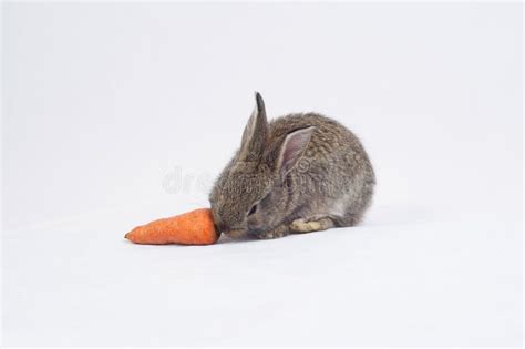 Rabbit Eating A Carrot Stock Image Image Of Little Carrot 85251489