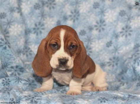 Update pups have came into the world and are now sold. Basset Hound Puppies For Sale In Wisconsin | PETSIDI