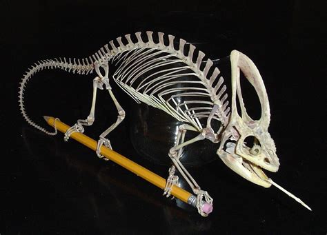 the skeleton of a veiled chameleon clasping a wooden pencil, as if it