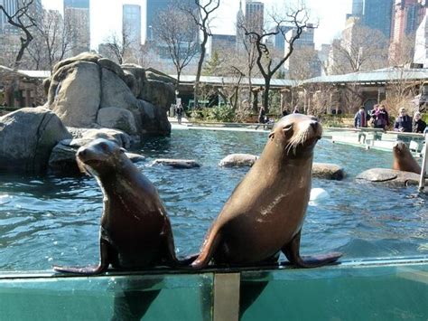 Die 10 Besten New York City Central Park Zoo Touren 2022 Viator