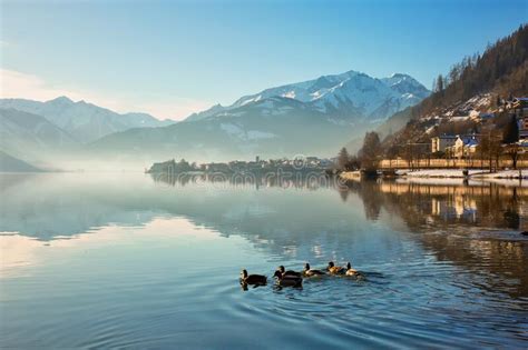 Ducks Swim In The Morning In Beautiful Alpine Lake Zell Am See