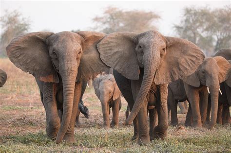 excessive poaching may be causing african elephants to evolve without tusks book review and