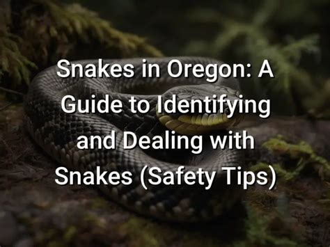 Snakes In Oregon A Guide To Identifying And Dealing With Snakes
