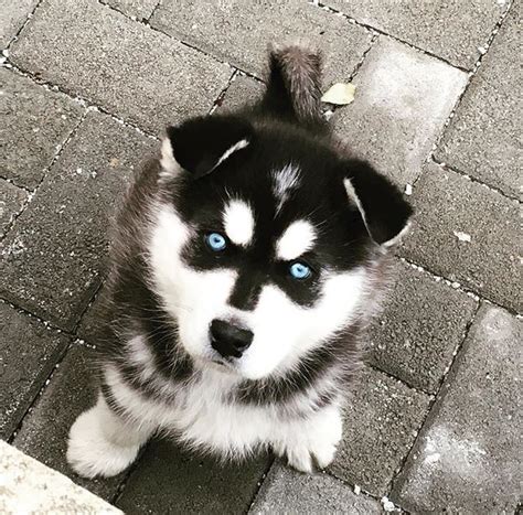 3 Month Old Husky Pup 9gag