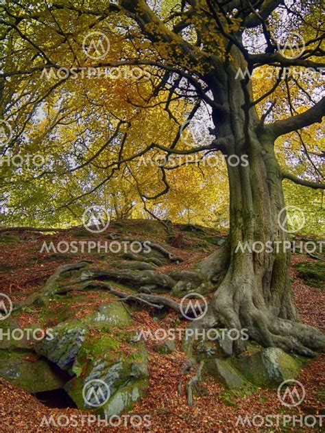 A Tall Ancient Beech Tree W By Philip Openshaw Mostphotos
