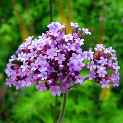 Verveine De Buenos Aires Verbena Bonariensis Violetta Fleurir Son