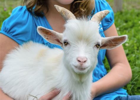 Pygmy Goat What You Need To Know About This Miniature Breed