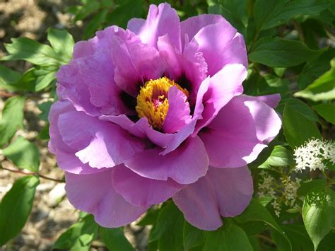 Any new growth may also appear powdery, exhibiting a stunted or distorted appearance too. Snowbelt Farm: Oh my God, awesome, Tree peony bloomed ...