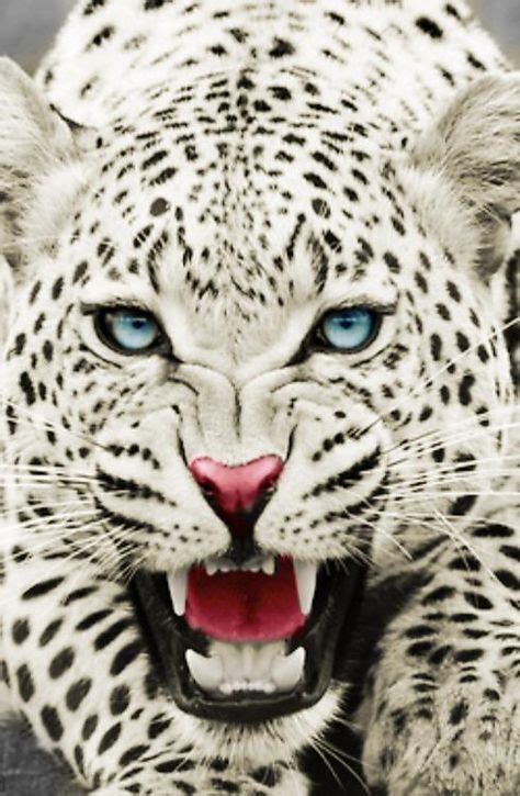 93 Snow Leopards Ideas Snow Leopard Furry Art Leopards