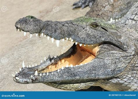 Portrait Of Nile Crocodile Lying With Open Mouth Stock Image Image Of