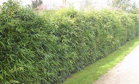 A Perfect Hedge - CountryLife Blog