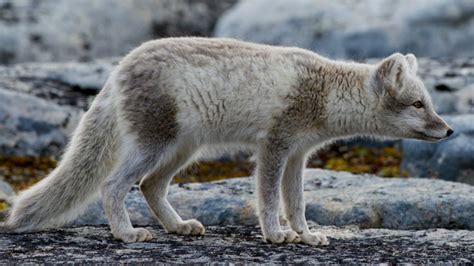 Arctic Fox Walks Thousands Of Kilometres Across Ice Canada News