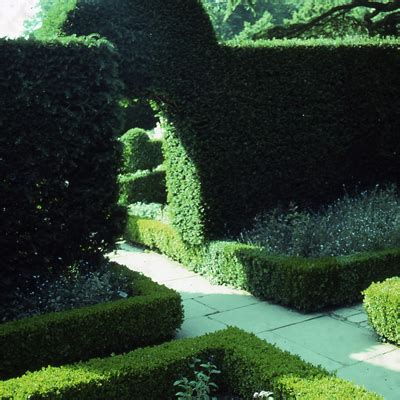 Cherry laurel breakages it does not happen often but sometimes the point of pruning can be a weak point, especially in very warm weather. Hedges With Benefits