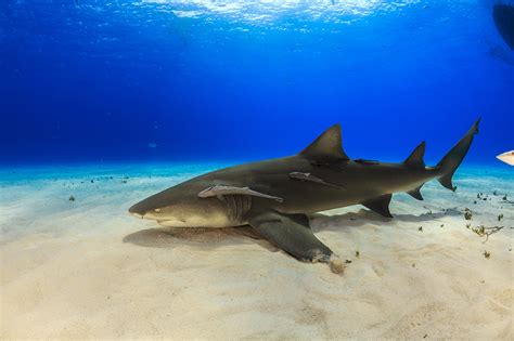 Everything You Need To Know About Shark Diving Diviac