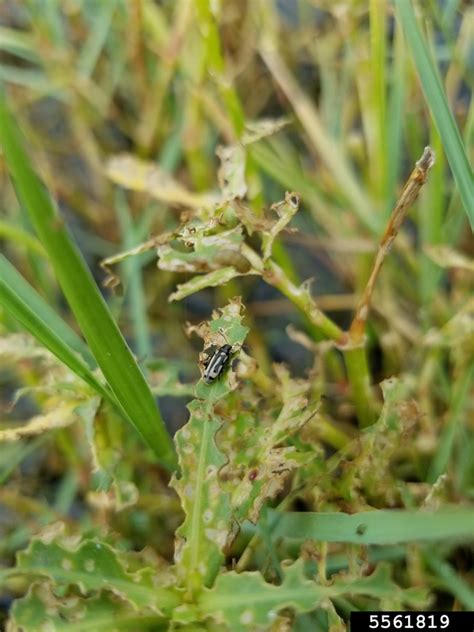 Alligatorweed Flea Beetle Agasicles Hygrophila