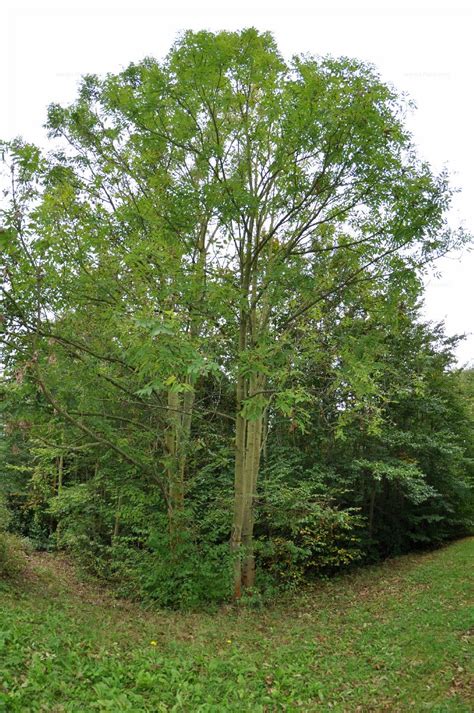 Stammbaum Gewöhnliche Esche Fraxinus Excelsior L