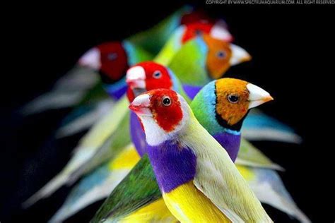 17 Best Images About Multi Colored Birds On Pinterest Birds