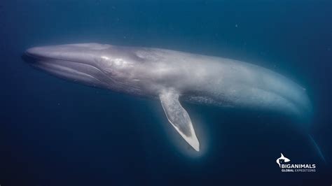 Swim With Blue Whales The Largest Animals To Ever Live Youtube