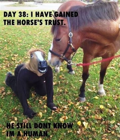 80 Super Funny Horse Memes
