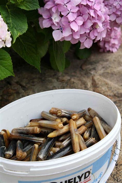 Comment pêcher les couteaux de mer et les cuisiner
