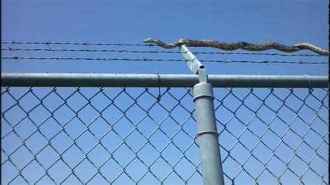 Snake Going Across Barbed Wire Youtube