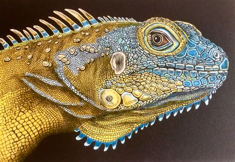 Lizard pencil drawing done in derwent studio coloured pencils onto a4 cartridge. Iguana 1 (page 19) by Jeff M. | Animal drawings, Color ...